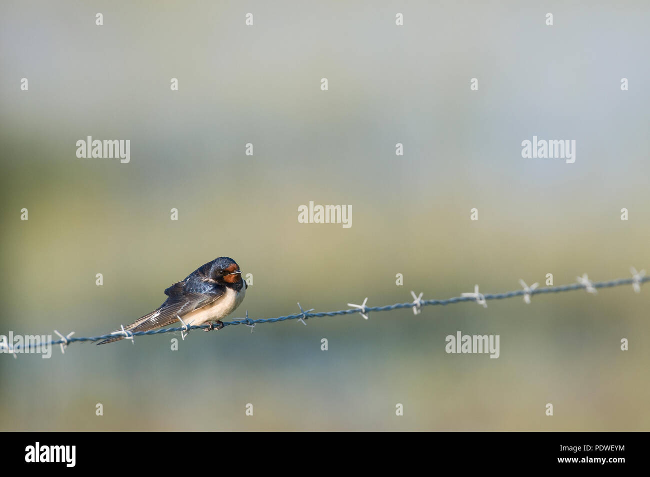 Hirondelle rustique - schlucken - Hirundo Rustica Stockfoto