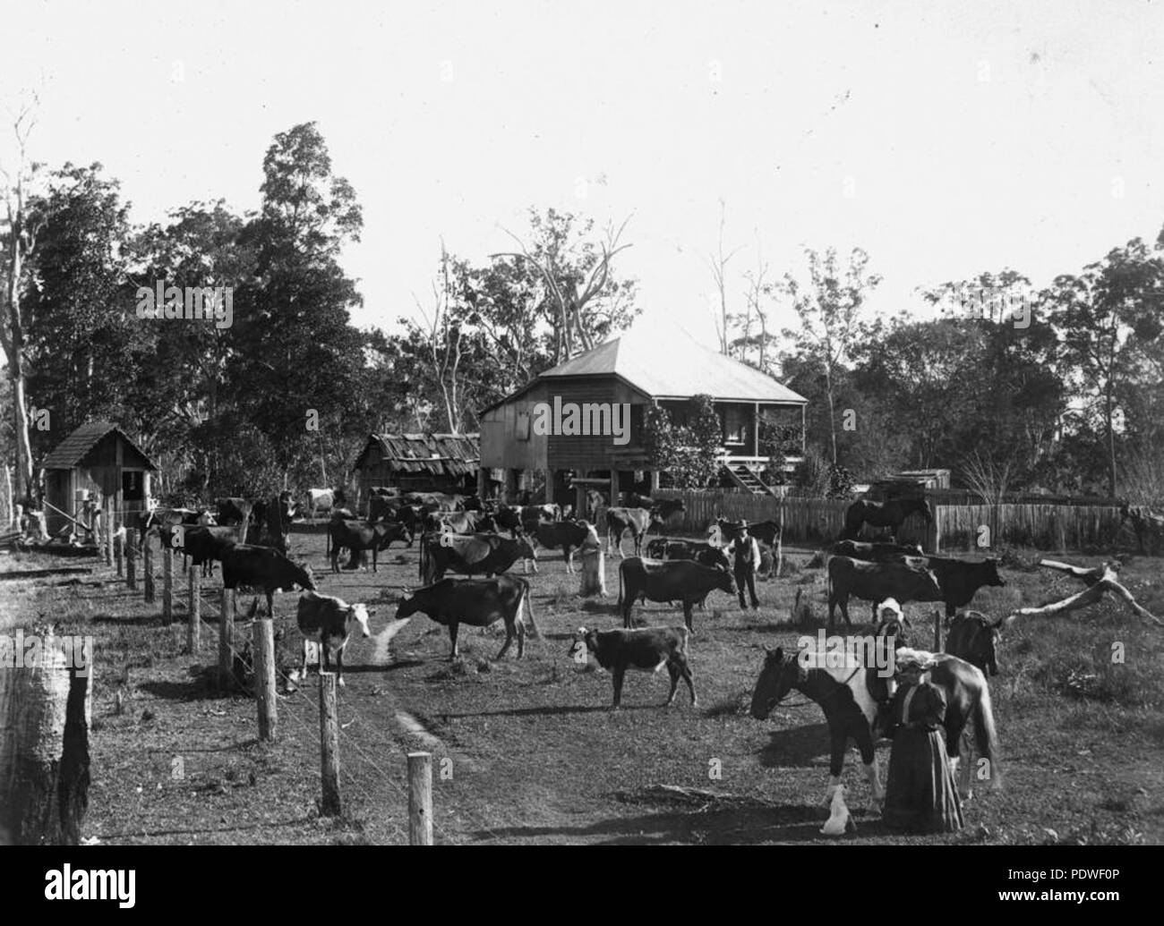 222 StateLibQld 1 138959 Rinder Roaming in einem nicht identifizierten Farm, 1900-1910 Stockfoto