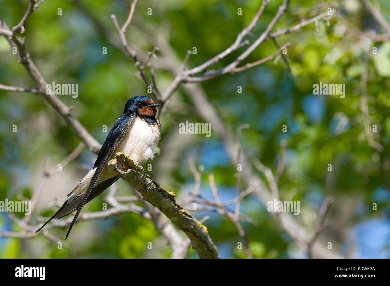 Hirondelle rustique - schlucken - Hirundo Rustica Stockfoto