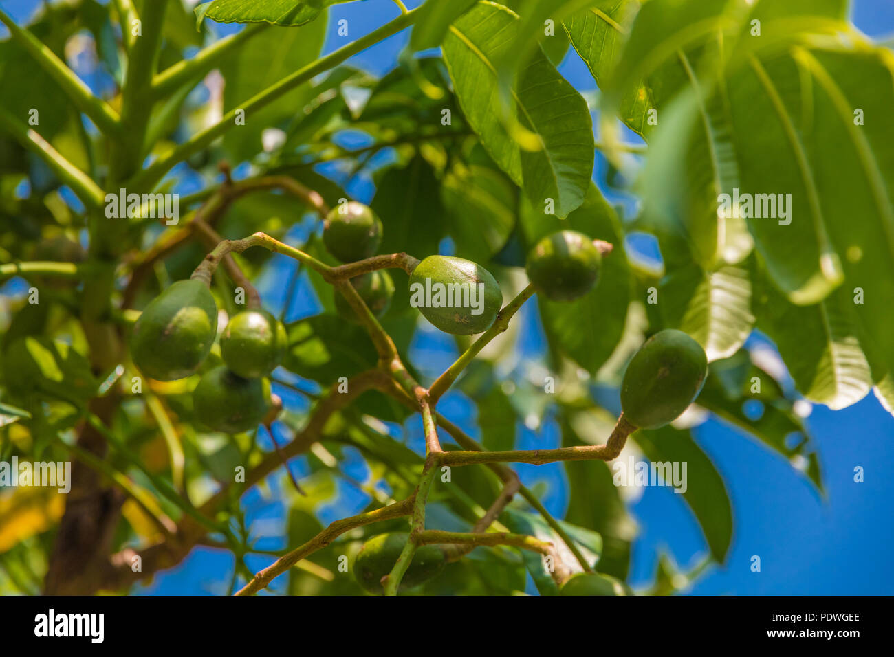 Ein Zweig voller Mombinpflaumen Früchte (Spondias dulcis) auch als Kedondong, Golden Apple, Juni Pflaume auf einem Baum in Malaysia hängenden bekannt. Es ist beliebt... Stockfoto