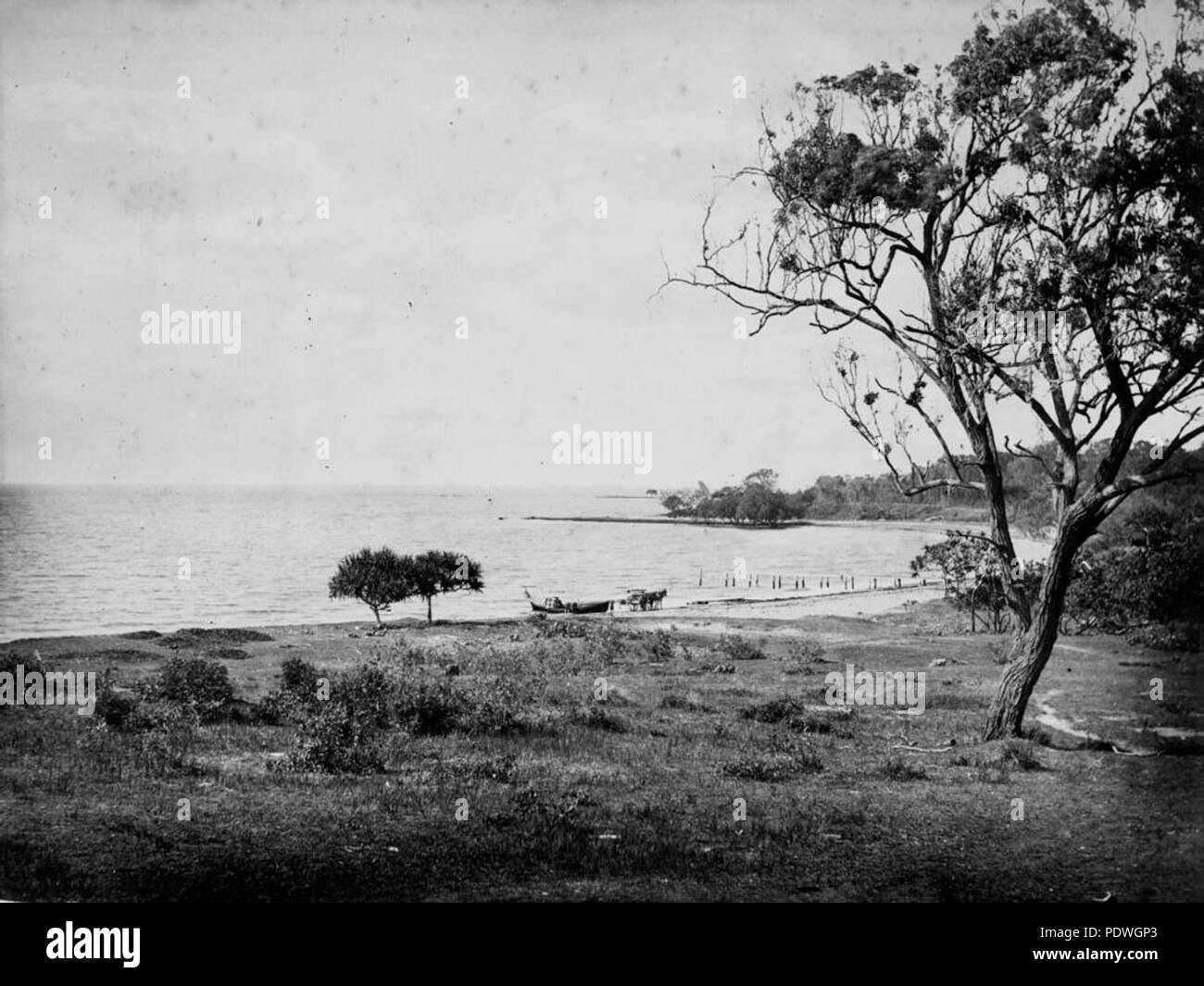 235 StateLibQld 1 159663 Woody Point Shoreline, Ca. 1876 Stockfoto
