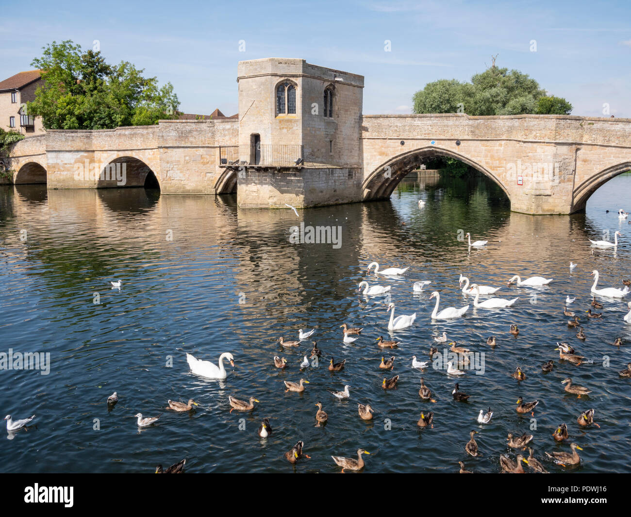 Die alte Brücke mit einer Kapelle über den Fluss Great Ouse St Ives Cambridgeshire Uk mit Schwänen und Enten auf dem Fluss Stockfoto