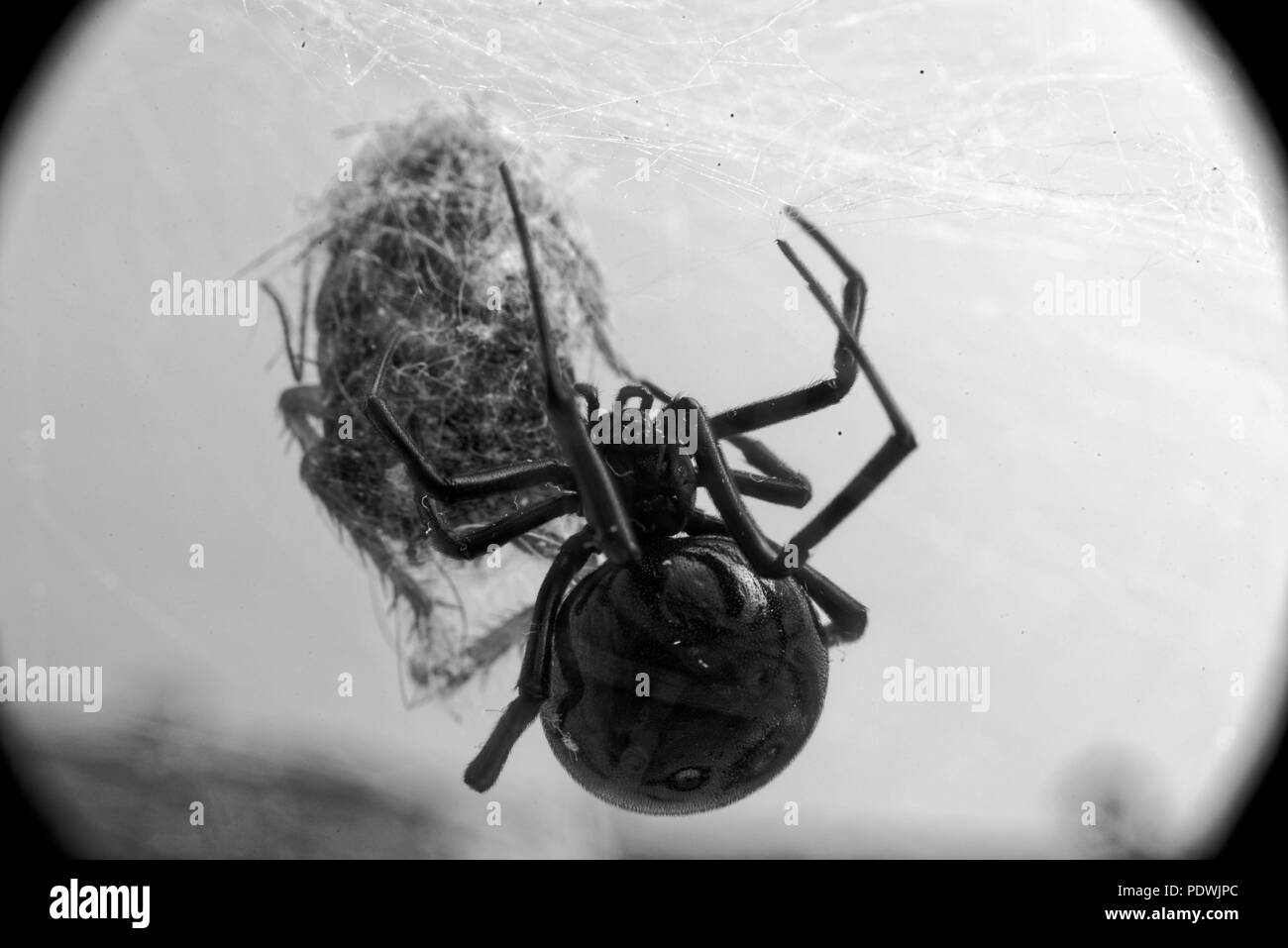 Latrodectus mactans Fotos und Bildmaterial in hoher Auflösung Alamy