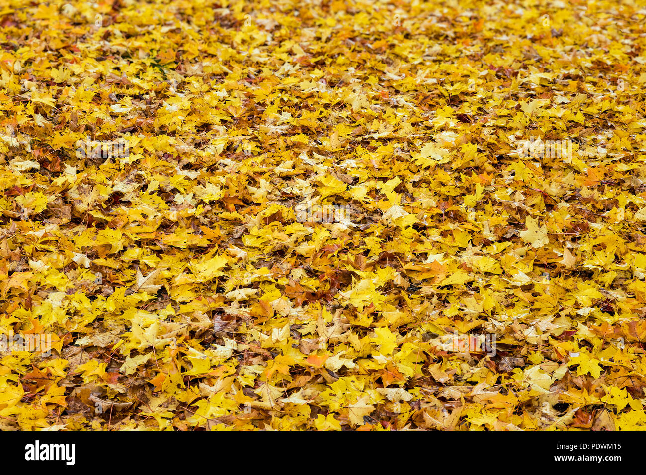 Gefallenen Blätter im Herbst, New Hampshire, USA. Stockfoto