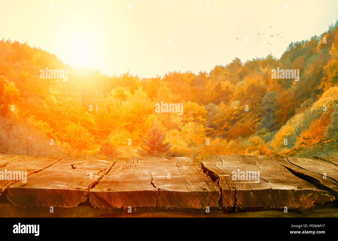 Herbst Hintergrund Natur. Tischplatte mit fallenden Blätter. Herbst Tabelle mit Wald. Tabelle in der Natur Stockfoto