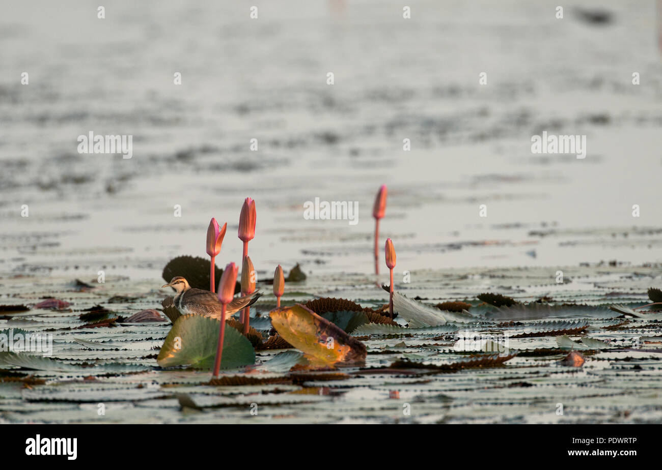 Fasan-tailed Jacana (Hydrophasianus chirurgus) - Erwachsene nicht Zucht Jacana à longue Queue-Faisan d'eau Stockfoto