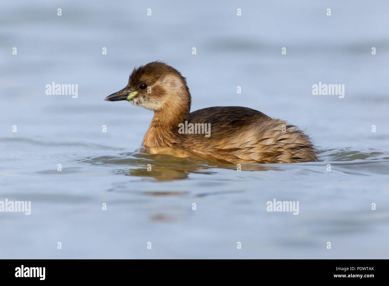 Zwergtaucher in nicht-Zucht Gefieder schwimmen. Stockfoto