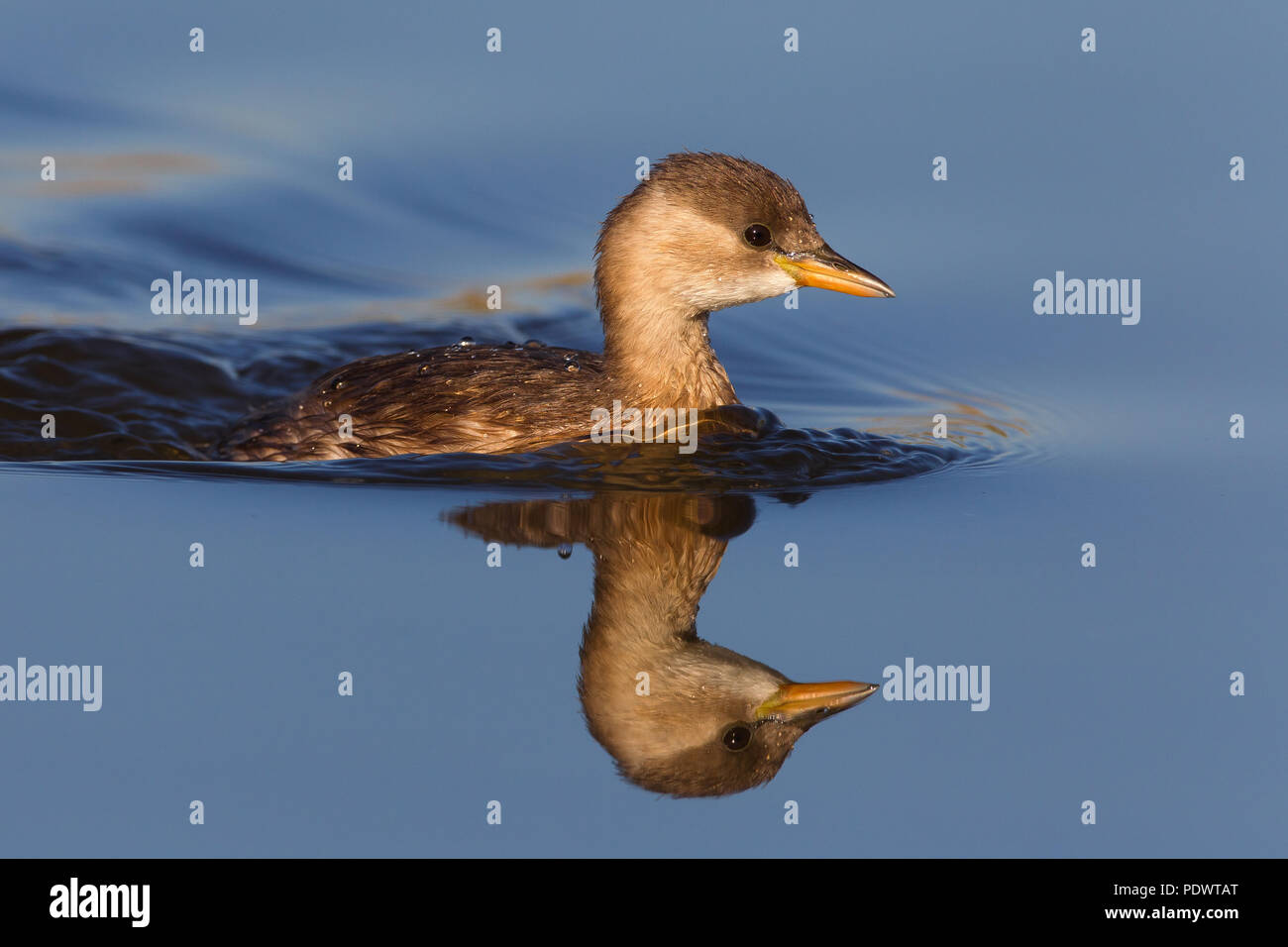 Zwergtaucher in nicht-Zucht Gefieder schwimmen mit Reflexion. Stockfoto