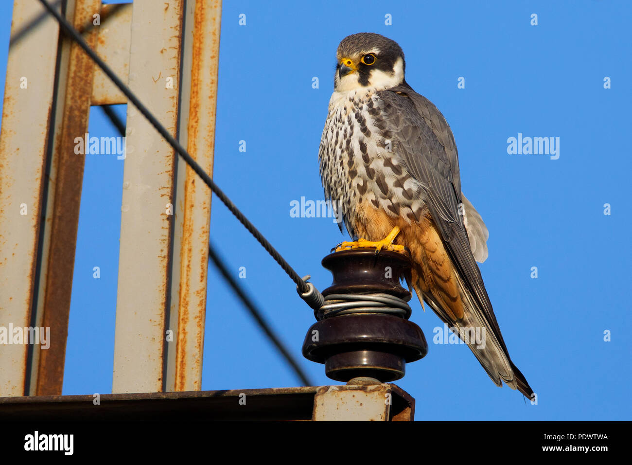 Nach Hobby in High tension pilon vor blauem Himmel. Stockfoto