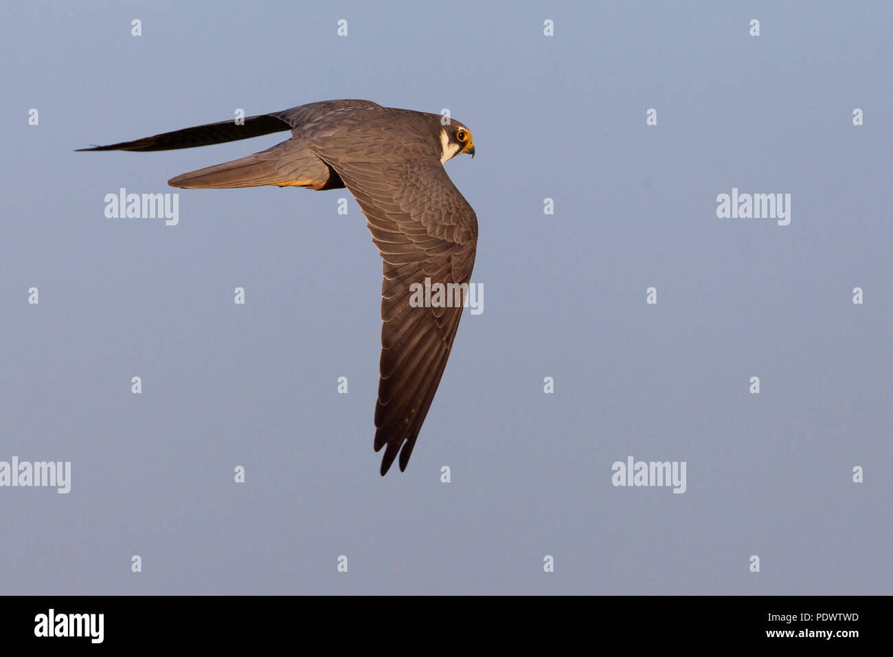 Nach Hobby im Flug gegen eine grau-blauen Himmel. Stockfoto