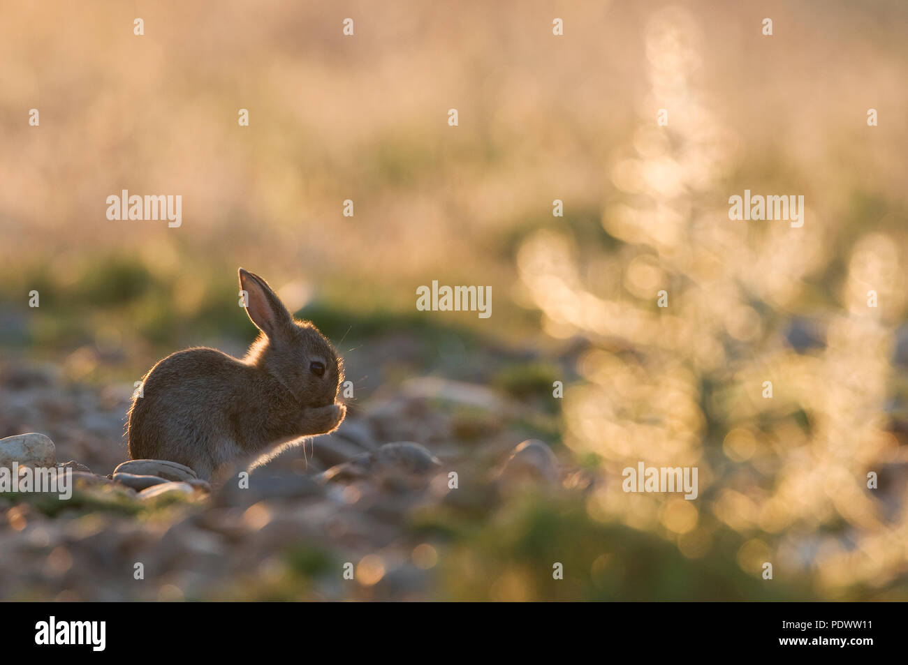 Europäische Kaninchen - Junge - Oryctolagus cuninculus Lapin de Garenne - lapereau Stockfoto