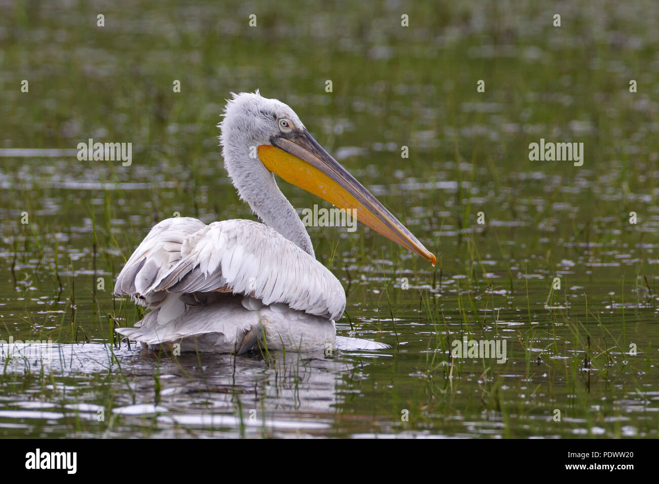 Krauskopfpelikan schwimmen Stockfoto