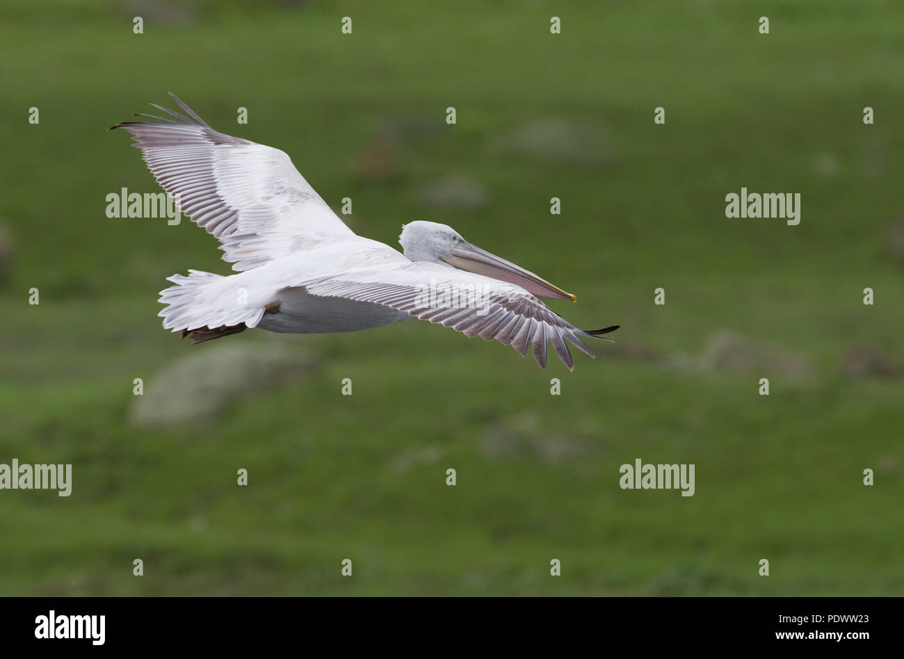 Krauskopfpelikan fliegen Stockfoto