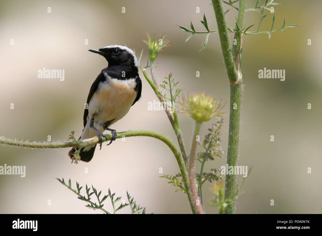 Zypern Wheatearon einem Zweig eine grüne Pflanze. Stockfoto