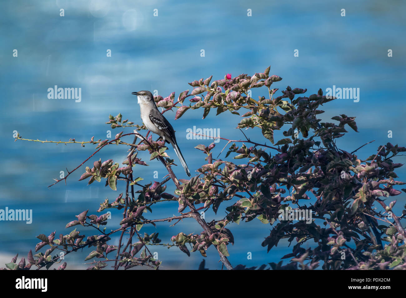 Northern Mockingbird (Mimus polyglottos) percheed auf einem Strauch in Florida, USA. Stockfoto