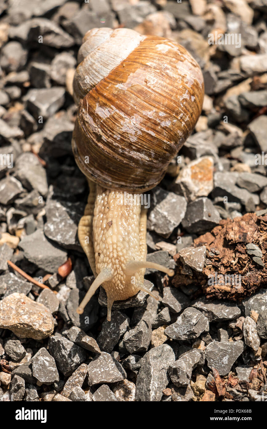 Große Weinbergschnecke auf steinigem Boden im Wald Stockfoto