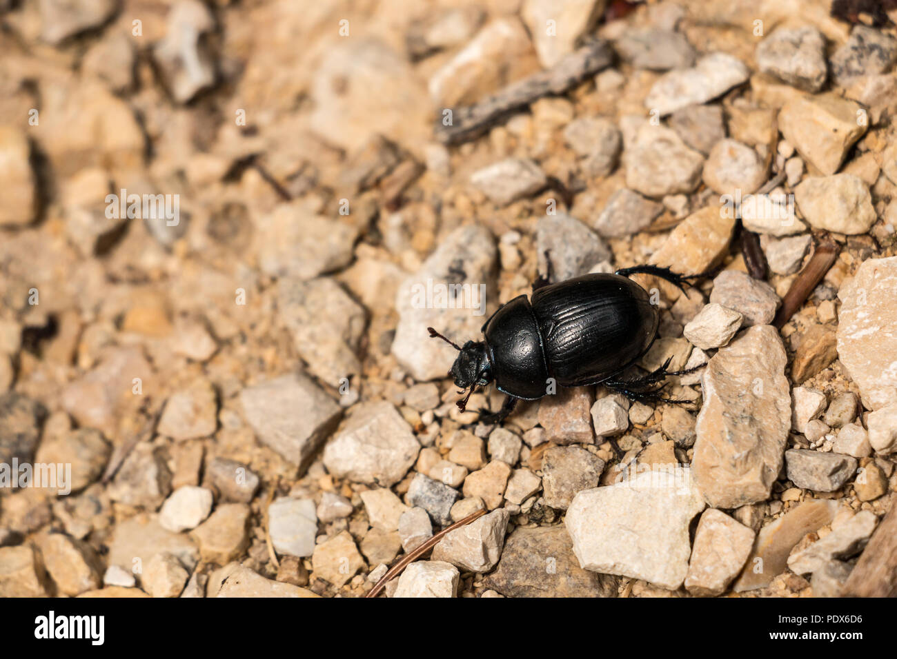 Große schwarze Käfer auf steinigem Boden im Wald Stockfoto