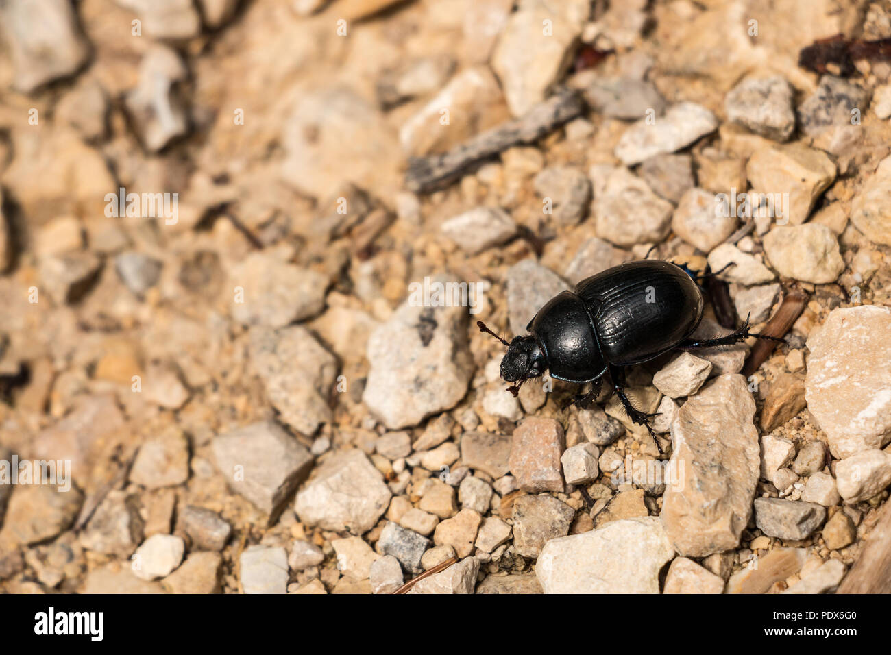 Große schwarze Käfer auf steinigem Boden im Wald Stockfoto