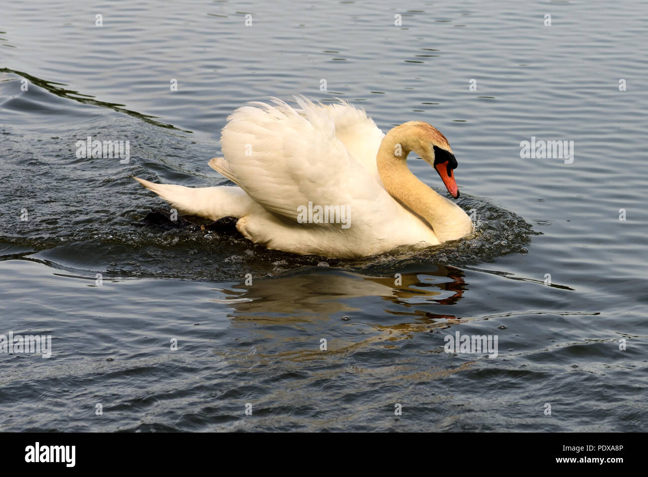 Ein erwachsener Höckerschwan im defensiven Modus, Patrouillen in seinem Hoheitsgebiet. Stockfoto