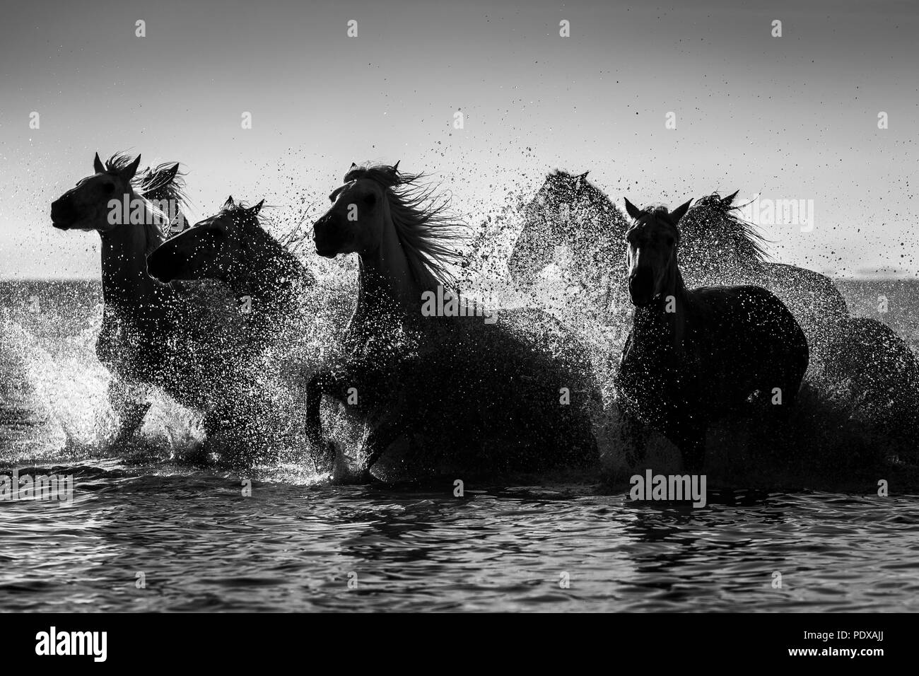 Camargue Pferde galoppieren durch das Meer, Provence, Frankreich. Stockfoto