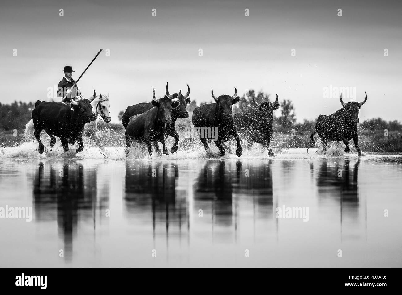 Ein camargue Cowboy, Gardian, Herden Stiere der Camargue durch das seichte Wasser, Camargue, Frankreich Stockfoto