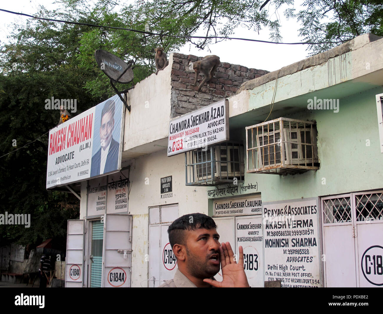 17. April 2018, Indien, New Delhi: das 'Monkey Man', Ravi Kumar, imitiert langur Anrufe zu den makaken Klettern hinter ihm auf einem Haus fahren. (Auf dpa Mensch gegen Tier in Indien: ein Konflikt außer Kontrolle gerät am 11.08.2018) Foto: Siddhartha Kumar/dpa Stockfoto