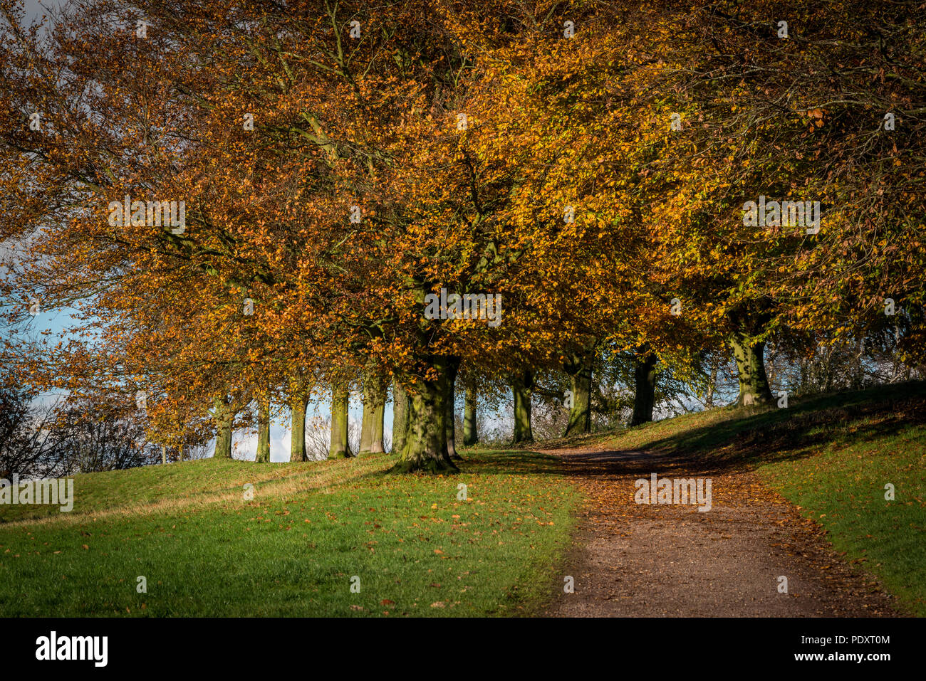 Herbst in Ampthill Park, Bedfordshire Stockfoto