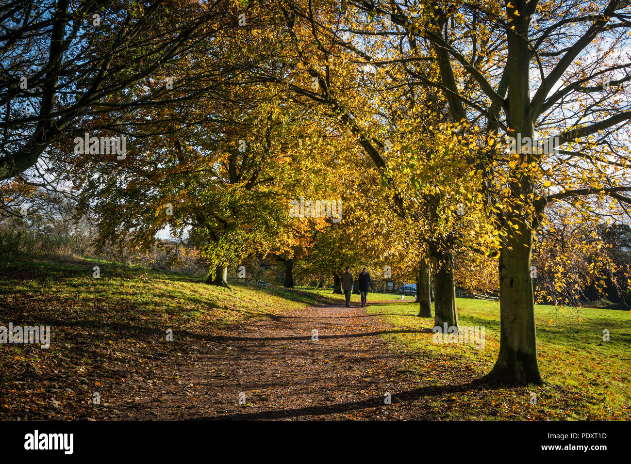 Herbst in Ampthill Park, Bedfordshire Stockfoto