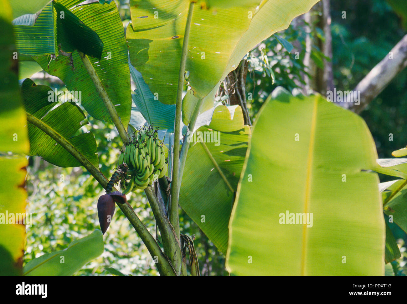 Bananen wachsen wild in der Nähe des Rio Tarcoles, Costa Rica. Foto Stockfoto