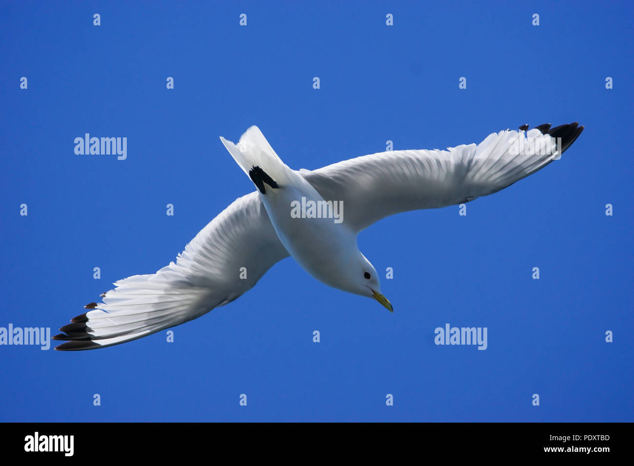 Schwarzen Beinen Dreizehenmöwen Stockfoto