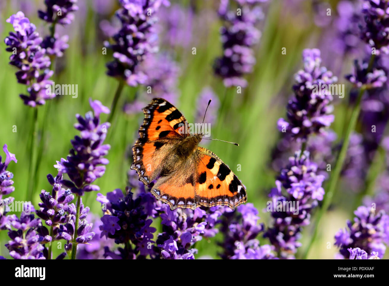 Kleiner Fuchs Schmetterling am Lavendel Blumen. Stockfoto