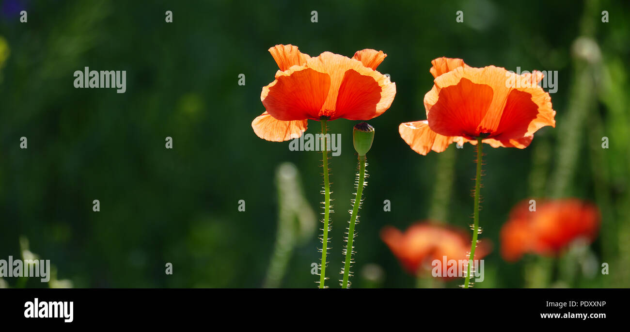 Roter Mohn im Sonnenlicht. Platz kopieren Stockfoto