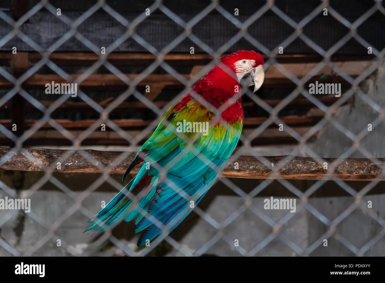 Rot-grünen Ara (Ara chloropterus), alias Green-winged Macaw in seinem Gehege im Zoo von Asuncion, Paraguay Stockfoto