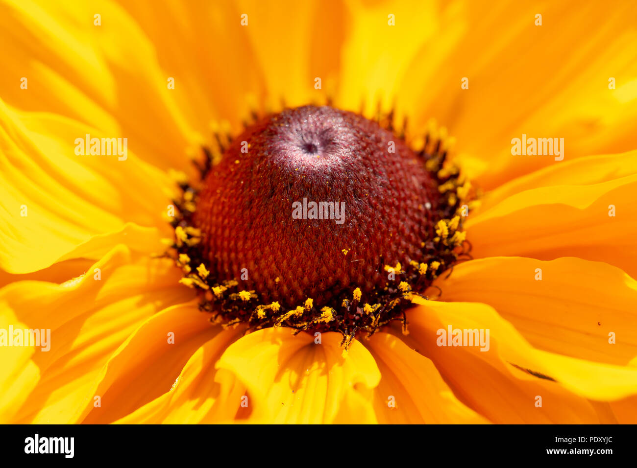 7/8 Makroaufnahme eines Rudbeckia Blüte in der Blüte an warmen sonnigen Tag. Stockfoto