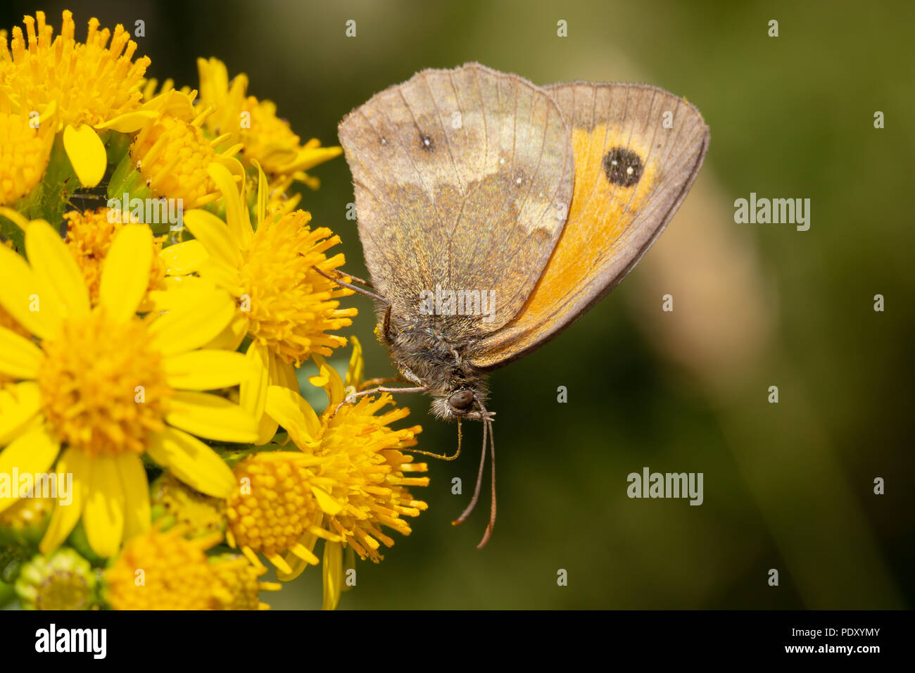 Makroaufnahme von Gatekeeper Schmetterling sitzt auf Ragwort blumen Fütterung. Stockfoto