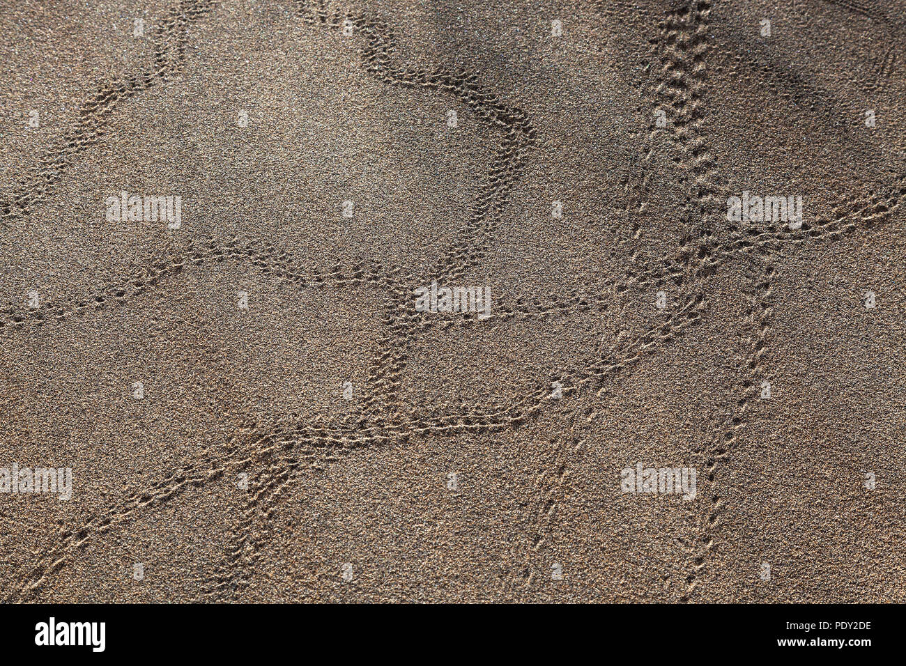 Tierspuren, käfer Spuren im Sand, Dünen von Maspalomas Dunas de Maspalomas, Strukturen in den Sand, Naturschutzgebiet Stockfoto
