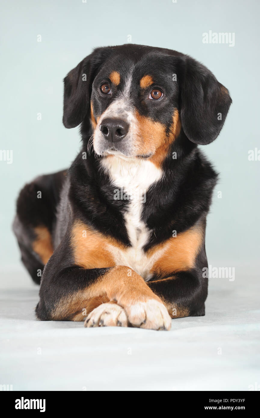 Entlebucher Sennenhund, männlich, studio Shot, Österreich Stockfotografie -  Alamy