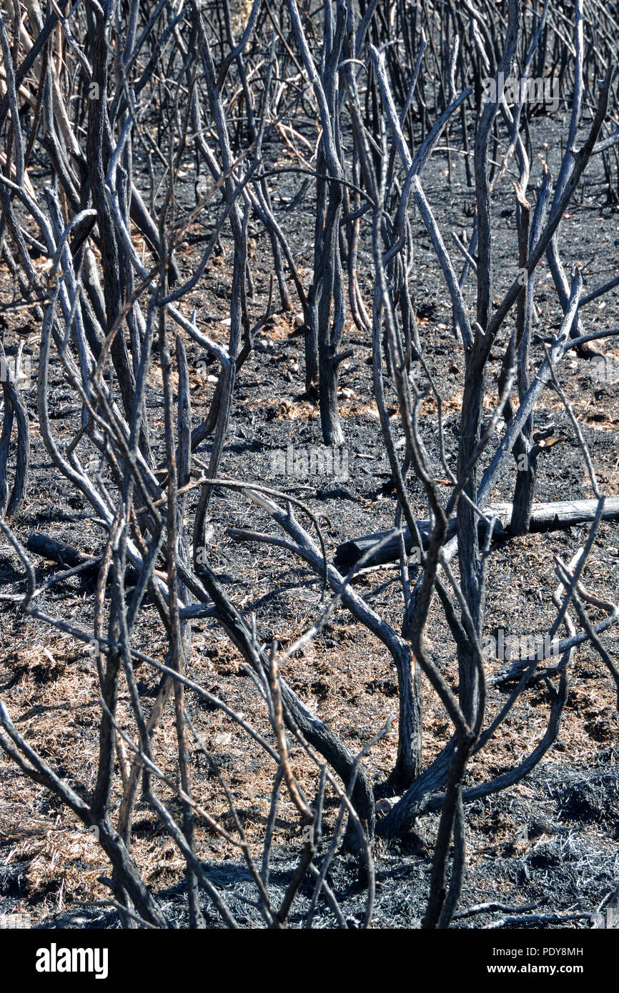 2018 Sommerhitze Brandschaden auf Mousehold Heide, Norwich, Norfolk, Großbritannien, durch eine achtlos weggeworfene Zigarettenkippe oder vorsätzliche Brandstiftung verursacht. Stockfoto