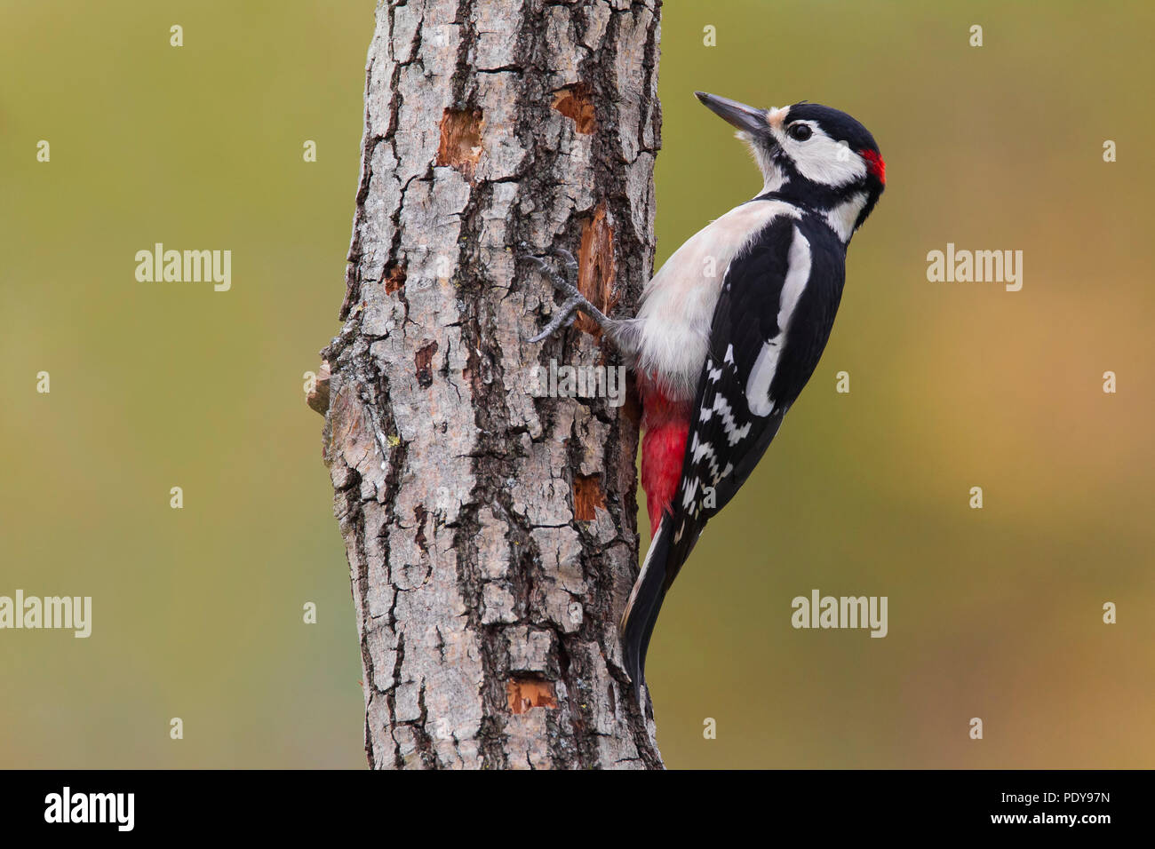 Buntspecht; Dendrocopos großen Stockfoto