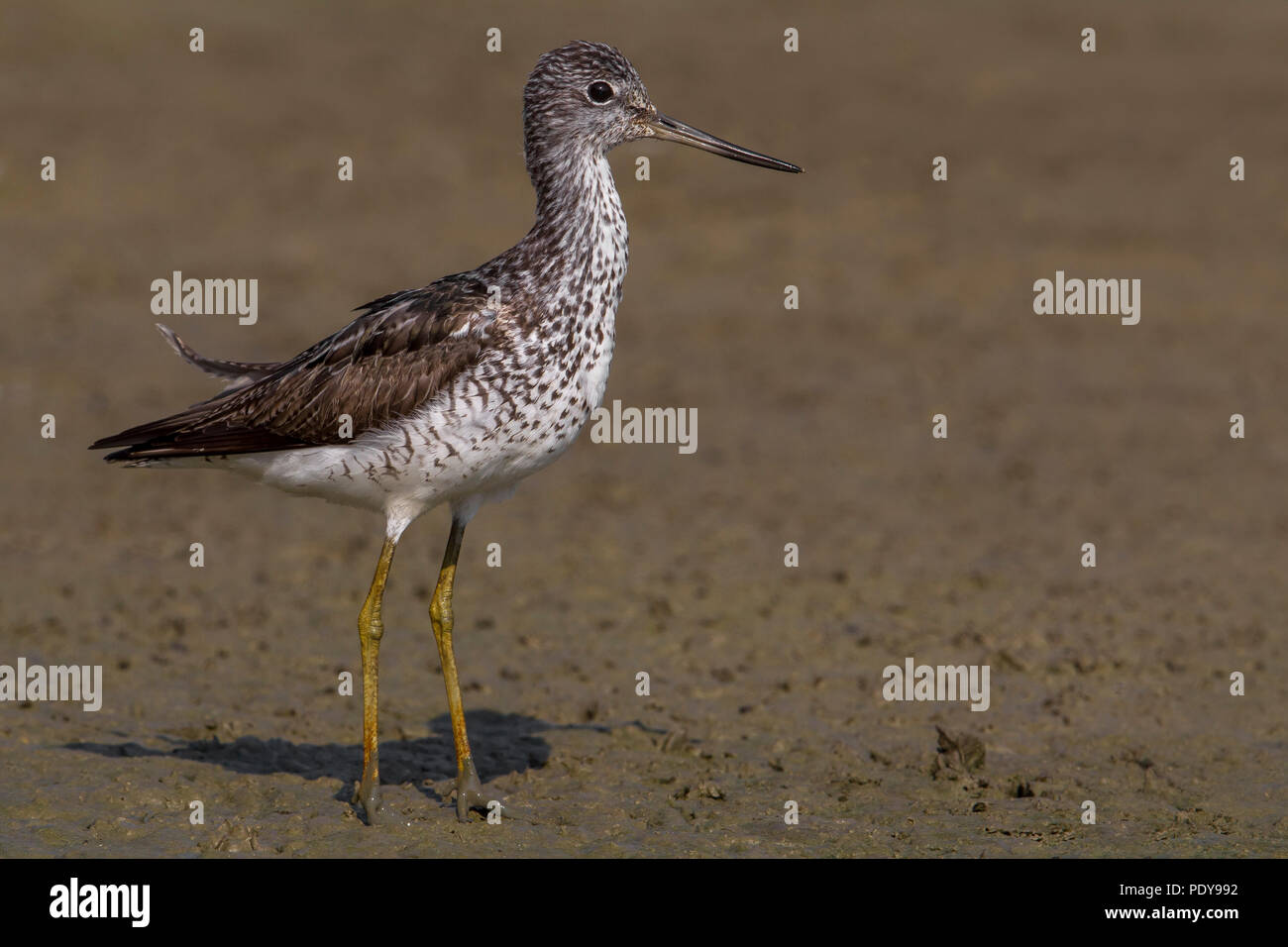 Tringa nebularia Greenshank; Stockfoto