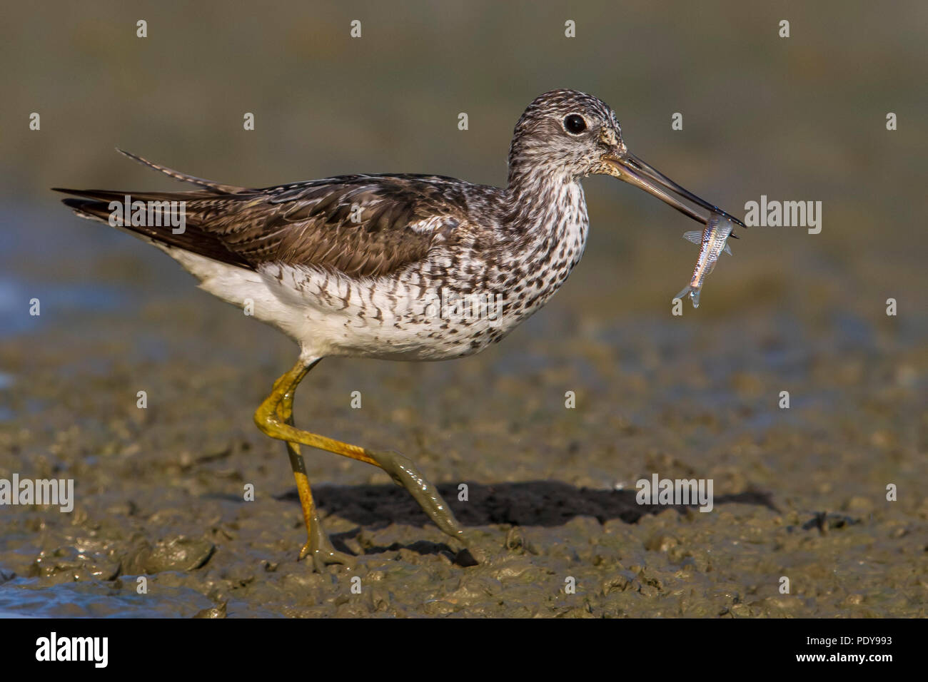 Tringa nebularia Greenshank; Stockfoto