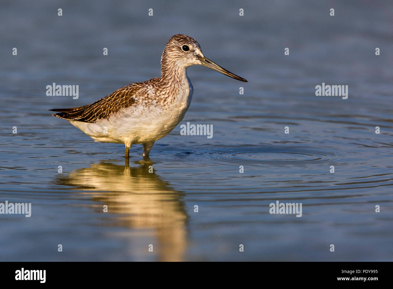 Tringa nebularia Greenshank; Stockfoto