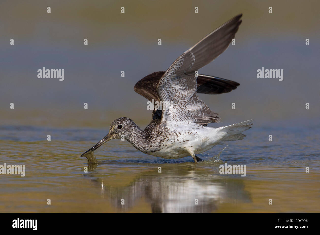 Tringa nebularia Greenshank; Stockfoto