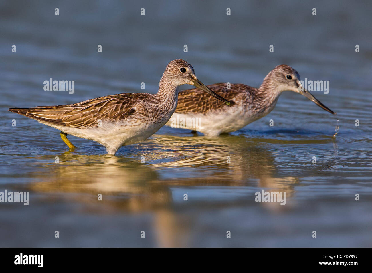 Tringa nebularia Greenshank; Stockfoto