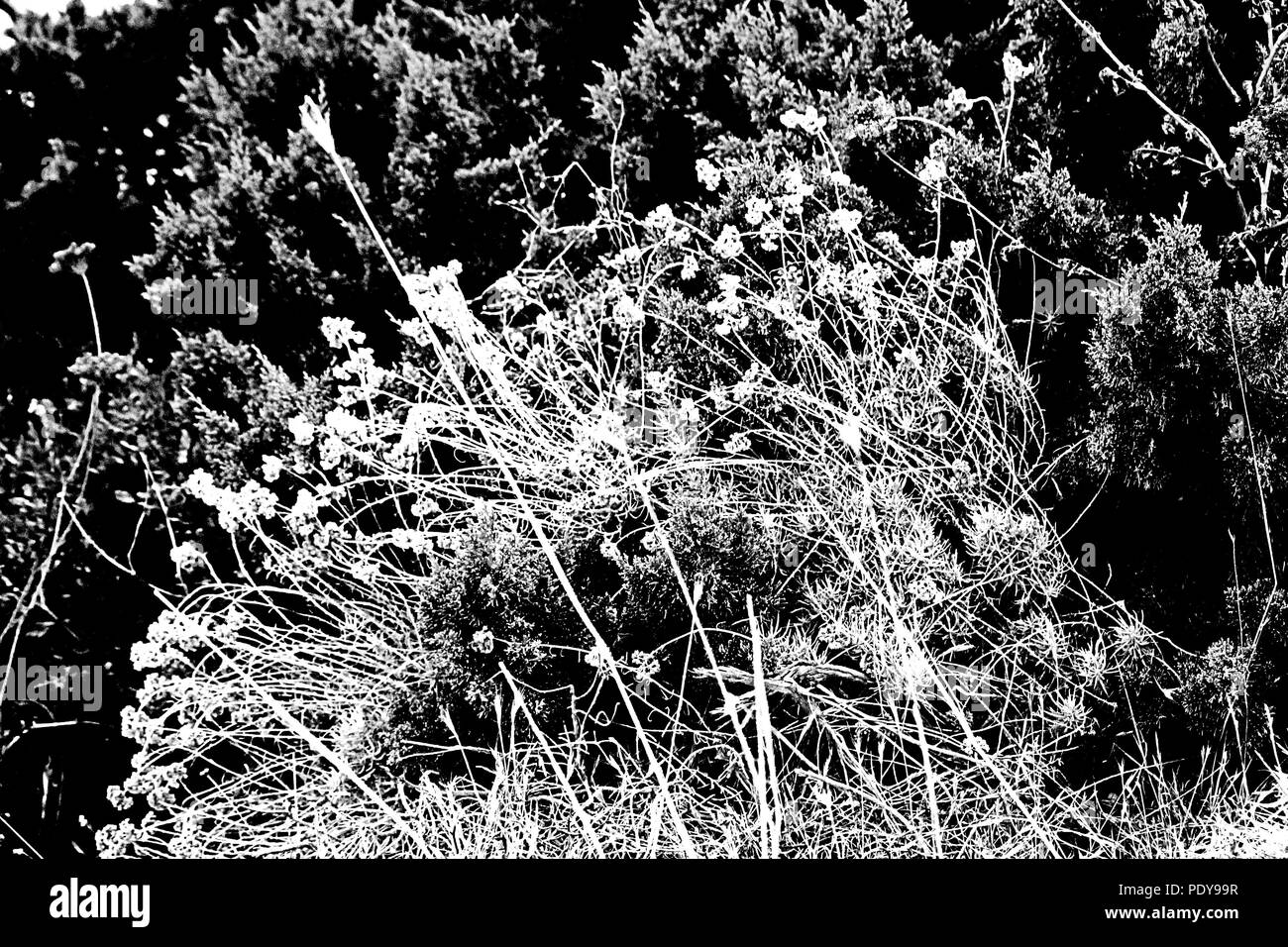 Blumen - in Schwarz und Weiß - in der Nähe vom Strand auf der Düne von Rio Martino, National Park von San Felice Circeo, das Land der Maga Circe. Latina, Italien. Stockfoto