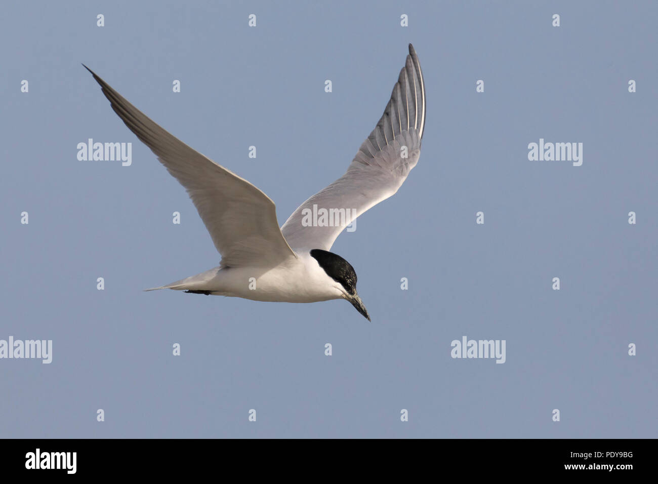 Fliegen nach Gull-billed Tern; Gelochelidon nilotica Stockfoto