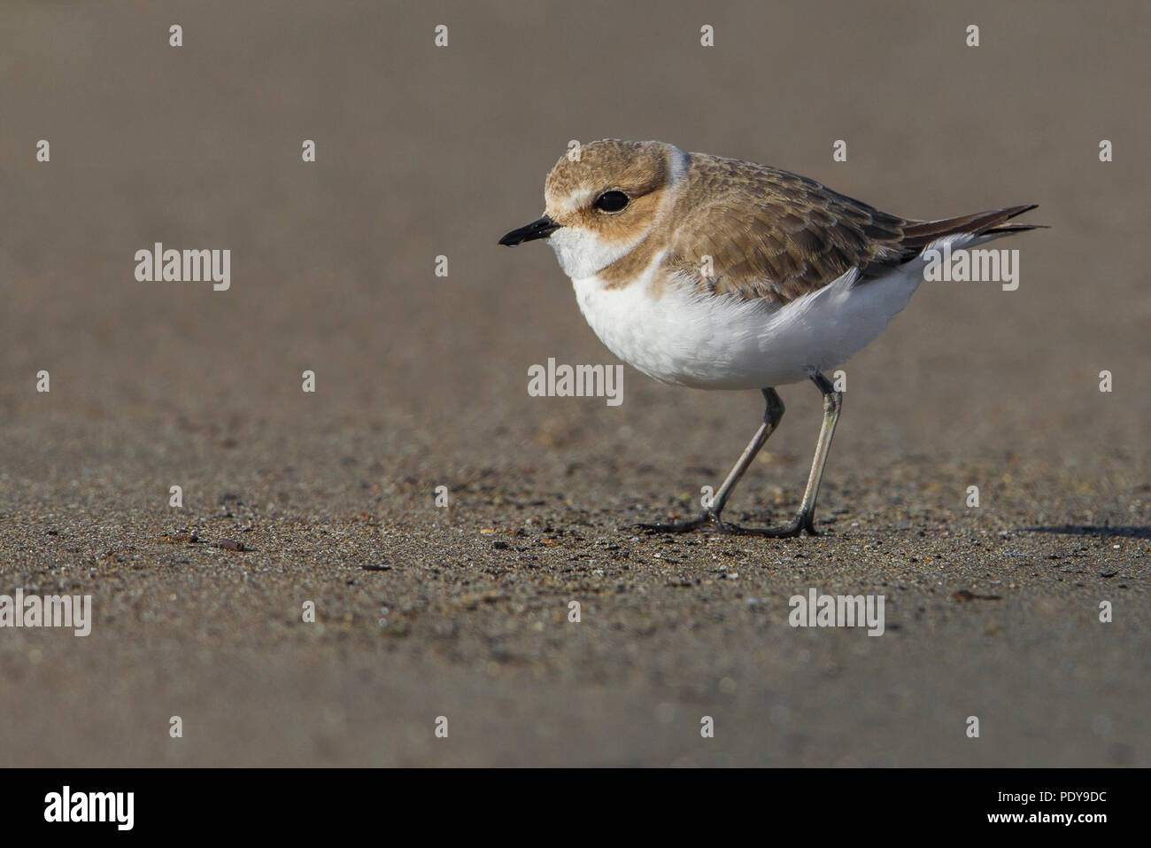 Seeregenpfeifer; Charadrius alexandrinus Stockfoto