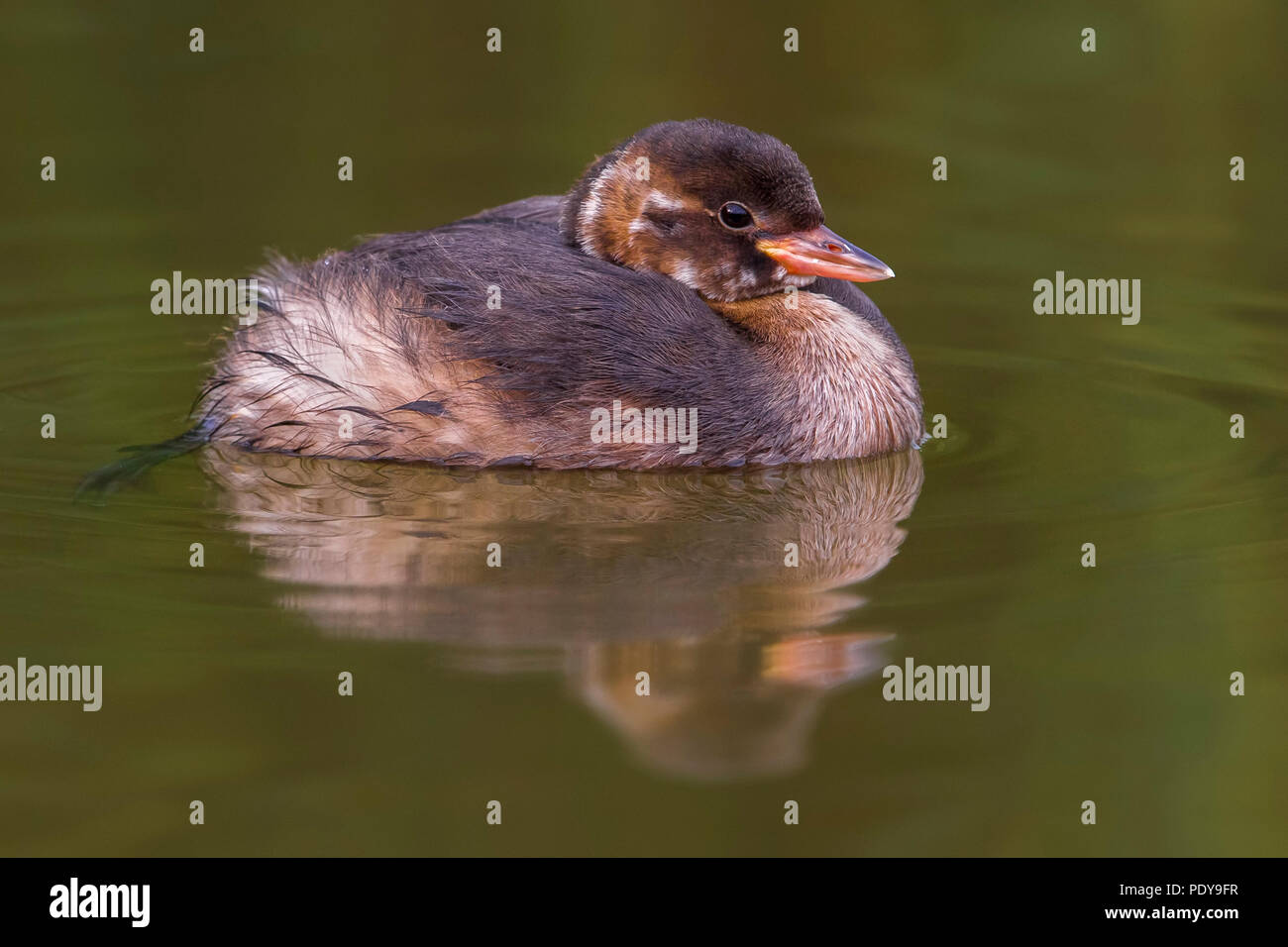 Zwergtaucher Tachybaptus ruficollis; Stockfoto