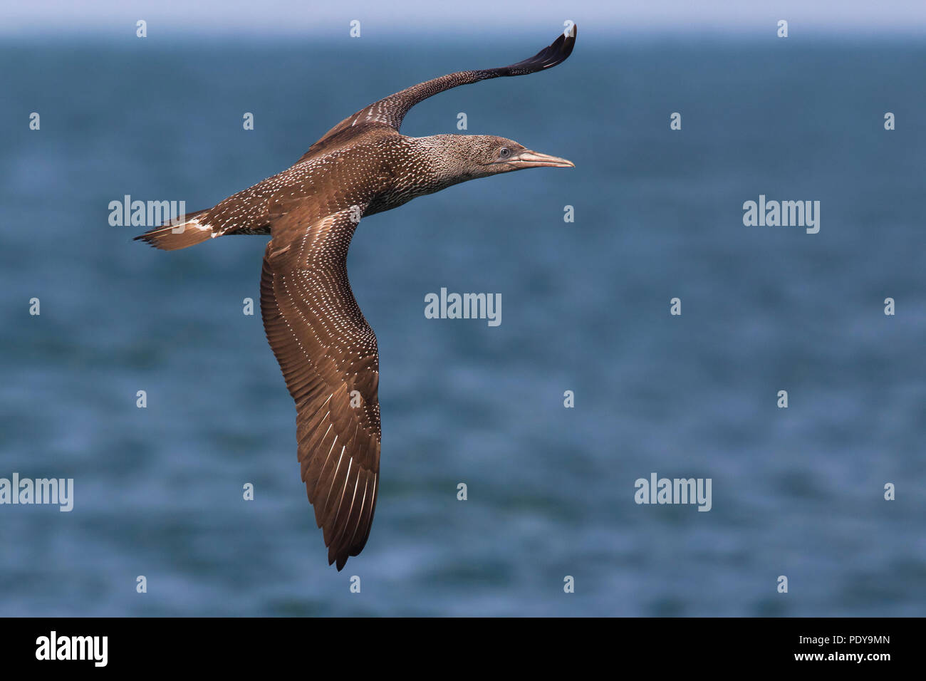 Juvenile Northern Gannet (Morus bassanus) fliegen Stockfoto