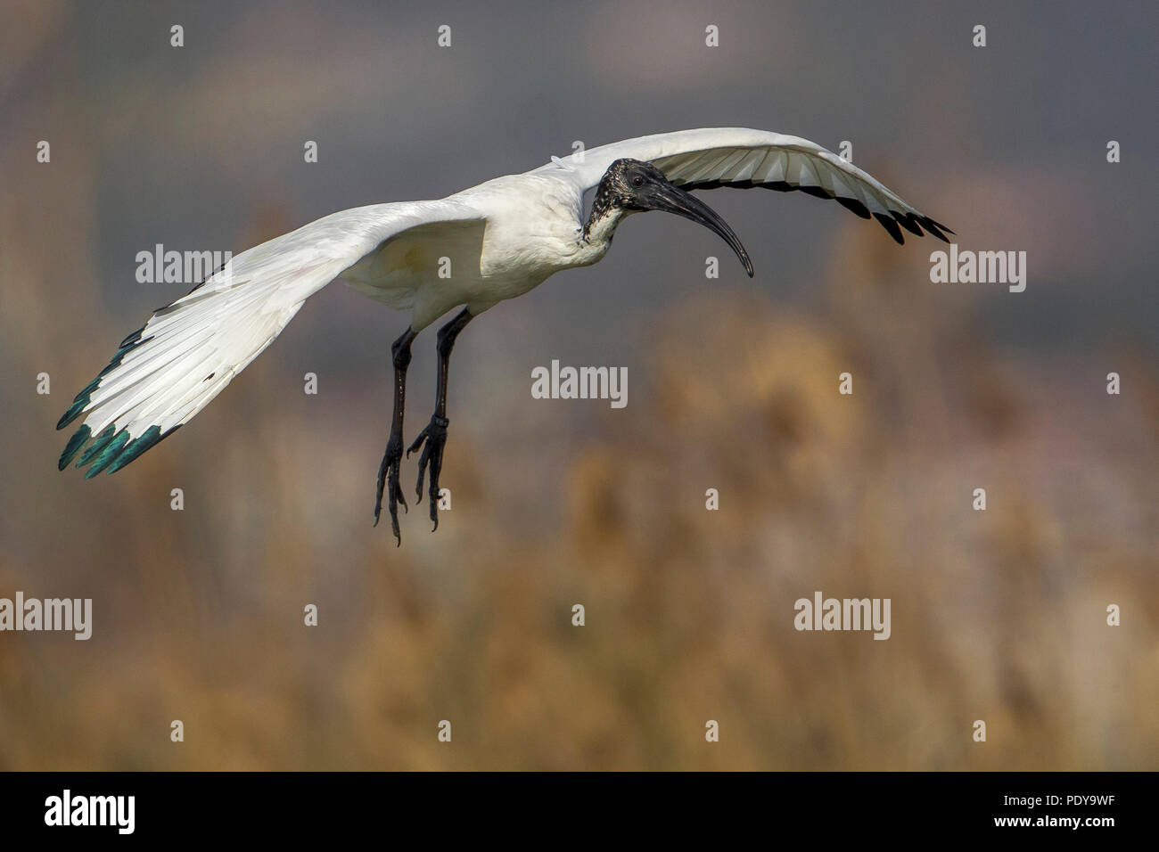 Sacred Ibis (Threskiornis Aethiopicus) Stockfoto